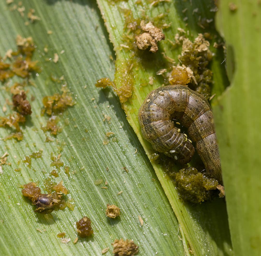 Managing Fall Armyworm Threat in Maize