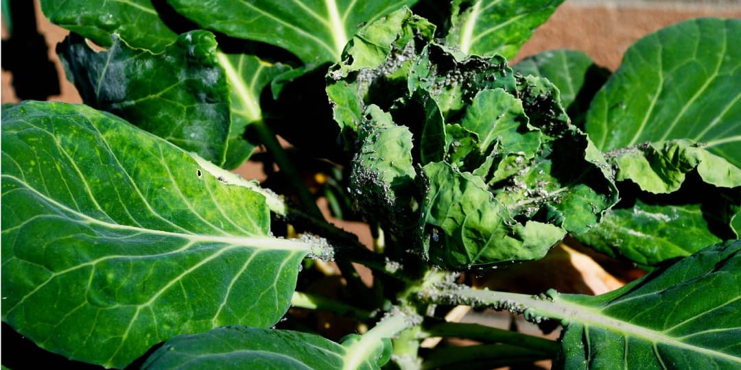 Brassica Aphids