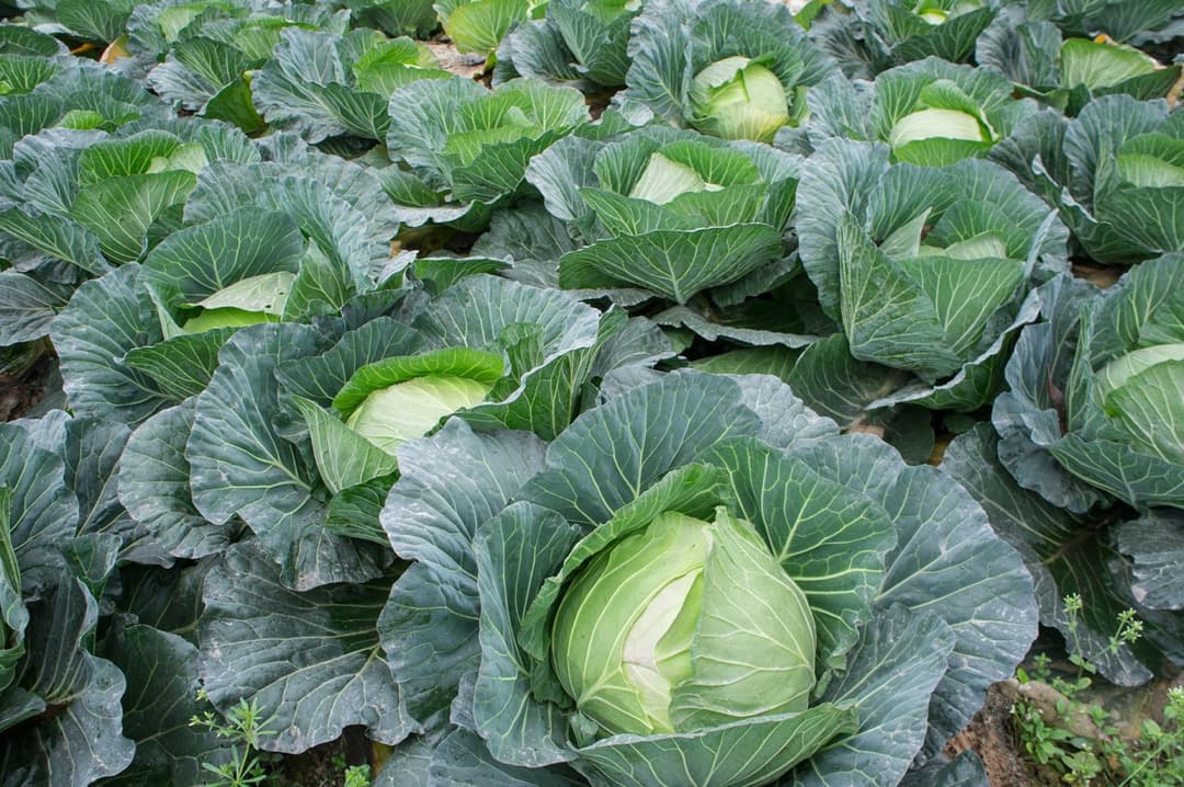 Cabbage Planting Guide