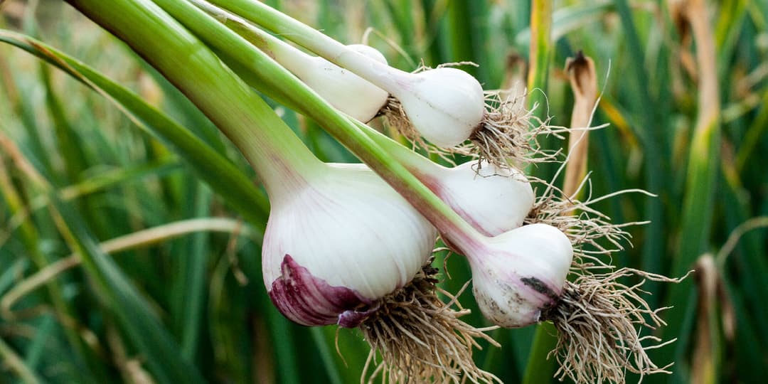 Garlic Farming